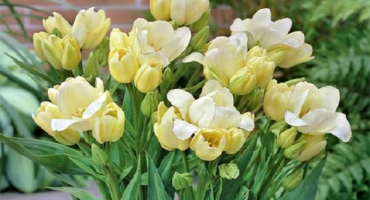 Výsadba a péče o keřové tulipány, vlastnosti zemědělské techniky pro různé odrůdy